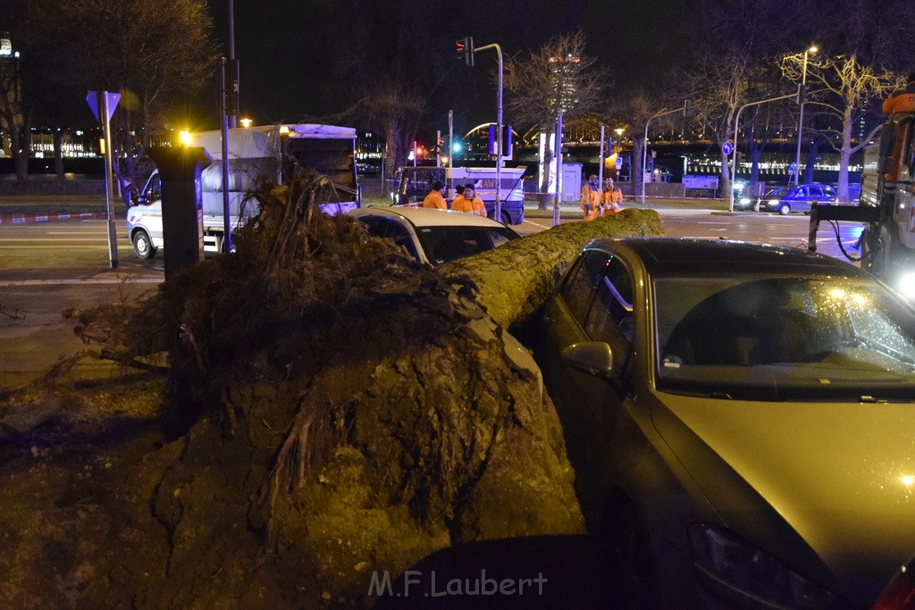 Baum auf PKWs Koeln Mitte Rheinuferstr Goldgasse P034.JPG - Miklos Laubert